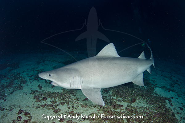 Smalltooth sandtiger shark pictures and images of Odontaspis ferox.